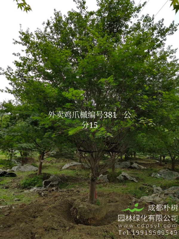 15公分精品鸡爪槭-高度4.5米-冠幅4米-价格5800元苗圃新货